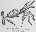 Fig. 140. Flower of Lobelia cardinalis.