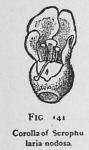 Fig. 141. Corolla of Scrophularia nodosa.