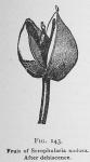 Fig. 143. Fruit of Scrophularia nodosa.