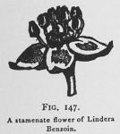 Fig. 147. A stamenate flower of Lindera Benzoin.