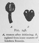 Fig. 148. Stamen of Lindera Benzoin.