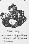 Fig. 149. A cluster of pistillate flowers