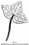 Fig. 15. Sharp-lobed American Hepatica leaf, Anemo...