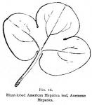 Fig. 16. Blunt-lobed American Hepatica leaf