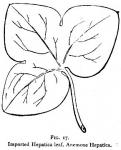 Fig. 17. Imported Hepatica leaf, Anemone hepatica.