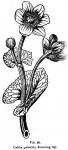 Fig. 26. Caltha palustris, flowering top.