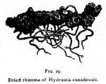 Fig. 29. Dried rhizome of Hydrastis canadensis.