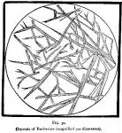 Fig. 32. Crystals of Berberine