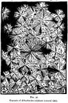 Fig. 36. Crystals of di-berberine sulphate