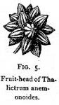 Figure 5. Fruit-head of Thalictrum anemonoides.