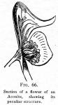 Fig. 66. Section of a flower of an Aconite