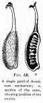 Fig. 68. A single pistil of Aconitum uncinatum