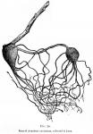Fig. 70. Root of Aconitum uncinatum