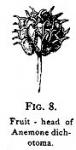 Figure 8. Fruit-head of Anemone dichotoma.