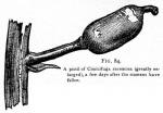 Fig. 84. A pistil of Cimicifuga racemosa.