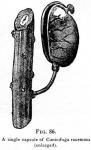 Fig. 86. A single capsule of Cimicifuga racemosa.