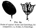 Fig. 89. Fruits of typical Actaea and Cimicifuga.