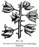 Fig. 91. A section of a fruiting raceme of Cimicif...