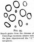 Fig. 95. Starch grains from the rhizome