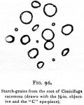 Fig. 96. Starch grains from the root 