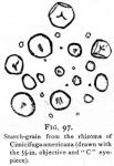 Fig. 97. Starch grains from the rhizome