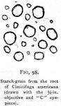 Fig. 98. Starch grains from the root 