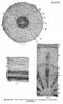 Plate 10. Microscopic structure of the root
