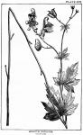 Plate 16. Aconitum uncinatum.