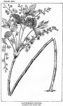 Plate 25. Xanthorrhiza apiifolia.