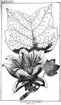 Plate 26. Liriodendron tulipifera.