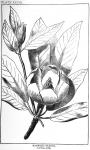 Plate 28. Magnolia glauca.