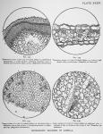 Plate 35. Microscopic drawing of Lobelia.
