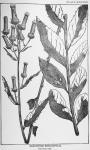 Plate 38. Erechtites hieracifolia.