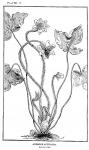 Plate 5. Anemone acutiloba.