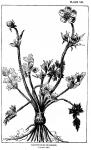 Plate 7. Ranunculus bulbosus.