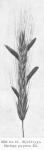 Bild n:o 10. Mjöldryga. Claviceps purpurea Tul.