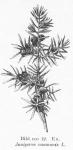 Bild n:o 12. En. Juniperus communis L.