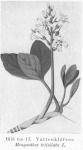 Bild n:o 17. Vattenklöfver. Menyanthes trifoliata L.