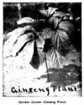 Fig. 10. Garden Grown Ginseng Plant.