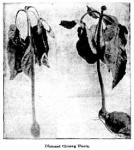 Fig. 31. Diseased Ginseng Plants.