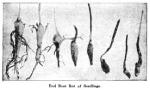 Fig. 33. End Root Rot of Seedlings.