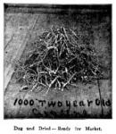 Fig. 35. Dug and Dried - Ready for Market.
