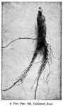 Fig. 36. A Two Year Old Cultivated Root.