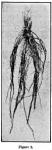 Fig. 47. Fig. 2. Two-year roots.
