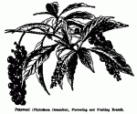 Fig. 65. Pokeweed (Phytolacca decandra),