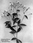 Fig. 96. Gillenia trifoliata, Indian Physic, Bowma...