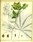 Vol. 01. Bild 02. Helleborus orientalis 2.