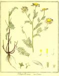 Vol. 01. Bild 04. Chrysanthemum inodorum.