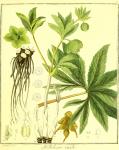 Vol. 01. Bild 09. Helleborus viridis.