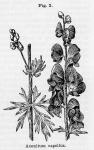 Fig. 2. Aconitum napellus.